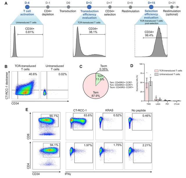 Visual abstract: Regression of renal cell carcinoma by T cell receptor-engineered T cells targeting a human endogenous retrovirus